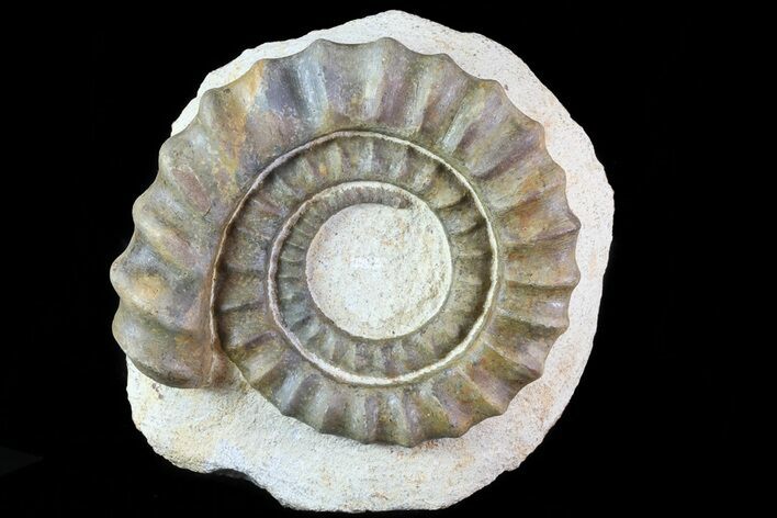 Devonian Ammonite (Anetoceras) - Morocco #68788